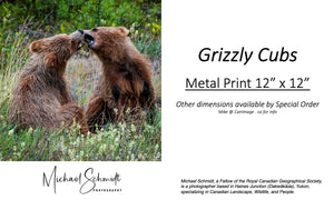 Michael Schmidt - Grizzly Cubs 12" X 12" Metal Print