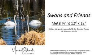 Michael Schmidt - Swans & Friends 12" X 12" Metal Print